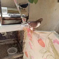 دو عدد کبوتر تهرانی ساعتی