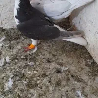 کفتر جفتگاهی