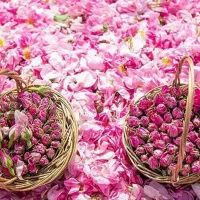 اجاره زمین گل محمدی برای برای برادشت به مشتری