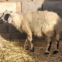یکی