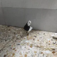کبوتر طوقی جفت