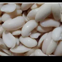لوبیاکشاورزی