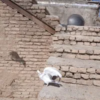 کبوتر
