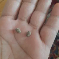 مهره قدیمی
