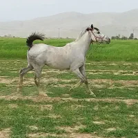 خرید فروش به قیمت