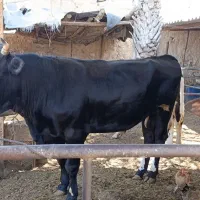 دوراس گوساله درجه یک پروار