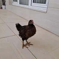 مرغ و خروس تخمی ۴ ماهه