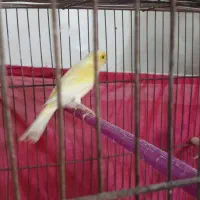 قناری ماده آماده