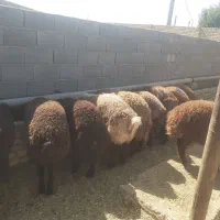 دامداری برادران اکبرپور