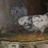 کفتر|حیوانات|ملایر, |دیوار