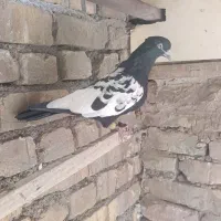 نر سینه ای