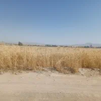 گندم ابی