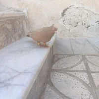 زرد کاکلی نر  اصلی بدون جا