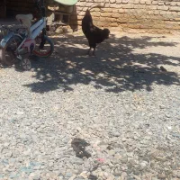 جوجه مرغ خانگی