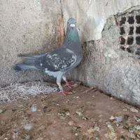 دو عدد کبوتر
