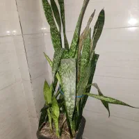 گل طبیعی، بزرگ سانسوریا