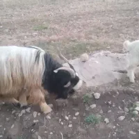 بعدی تخمی