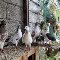 کبوتر پرشی