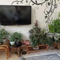 فروش گیاهان اپارتمانی با گلدان ها