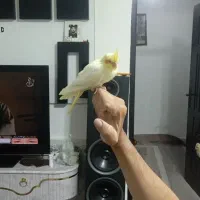 عروس هلندی
