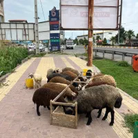 بره و گوسفند قربانی