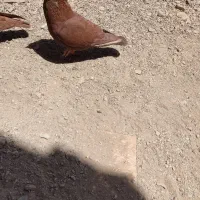 کفتر
