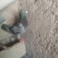 پلاکی روزگاری