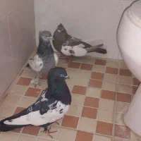 سینه سیاه