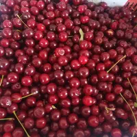 البولو قرمز و رسیده