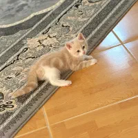 گربه