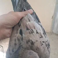 فروش یدونه هفترنگ زرد پرشی و جفتی به شرط