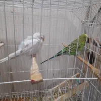 مرغ عشق بالغ نیمه دستی