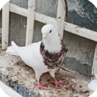 یک جفت طوقی هفت‌رنگ