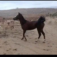 فروش مادیان کُرد پرخون