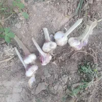 سیر تازه برداشت