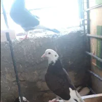 کبوتر گمشده