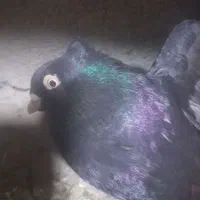یک‌عدد‌ابادانی‌و‌سرور