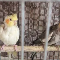 جوجه عروس هلندی تازه دونخور
