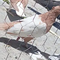 سینه زرد ذات قدیم