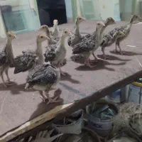 جوجه بوقلمون سینه پهن فروشی مرغ خروس خانگی