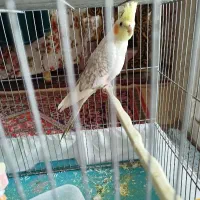 عروس هلندی|پرنده|زنجان, |دیوار