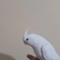 عروس هلندی معاوضه