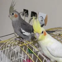 جوجه عروس هلندی