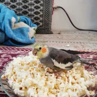 عروس هلندی گمشده