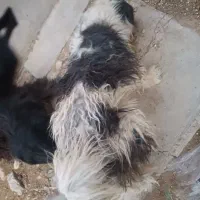 سگ نر|سگ|آران و بیدگل, |دیوار
