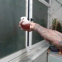 کفتر کبکی***