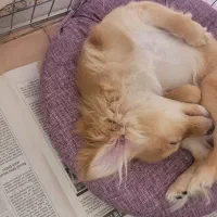 سگ کوچولو ماده نژاد میکس پامرانین