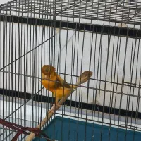 دو عدد قناری نر طلایی و ماده گلاستر