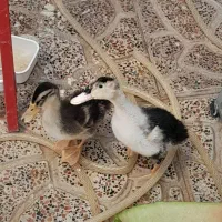 اردک|حیوانات مزرعه|تهران, ظهیرآباد|دیوار