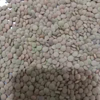 عدس درجه یک بشرط پخت پلویی زودپخت